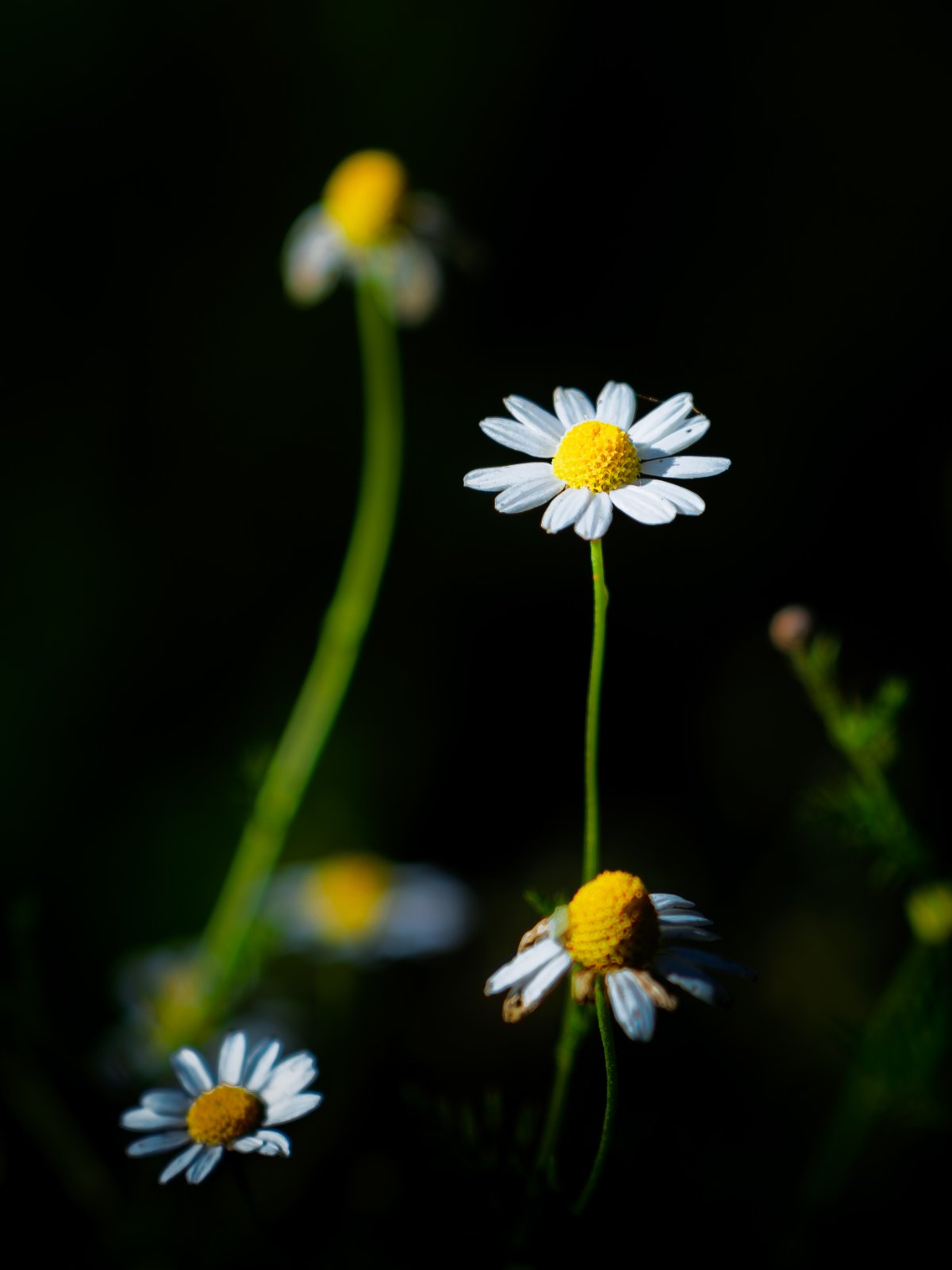 Dornajos 20250625-6.jpg