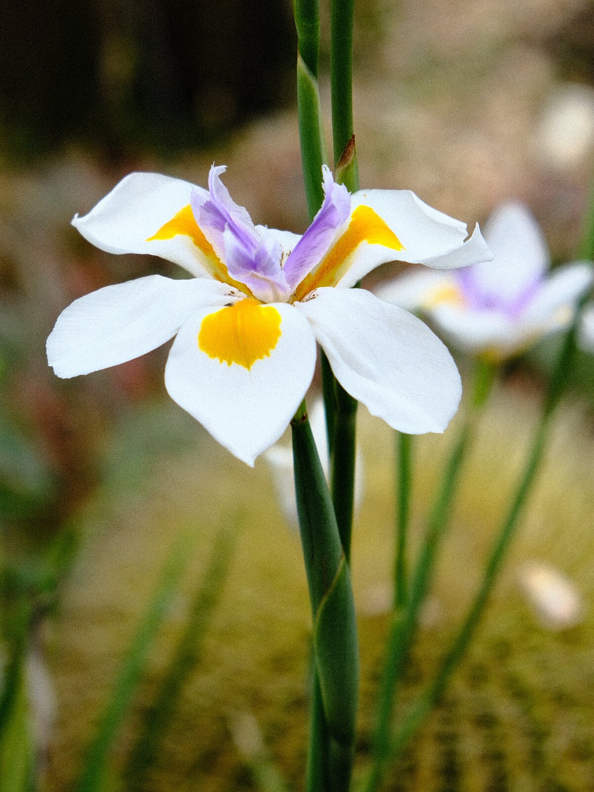 DSCF1812b.jpg