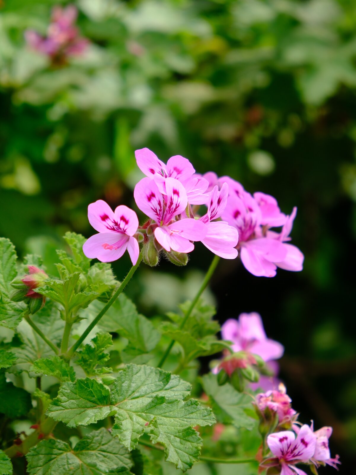 DSCF1828b.jpg