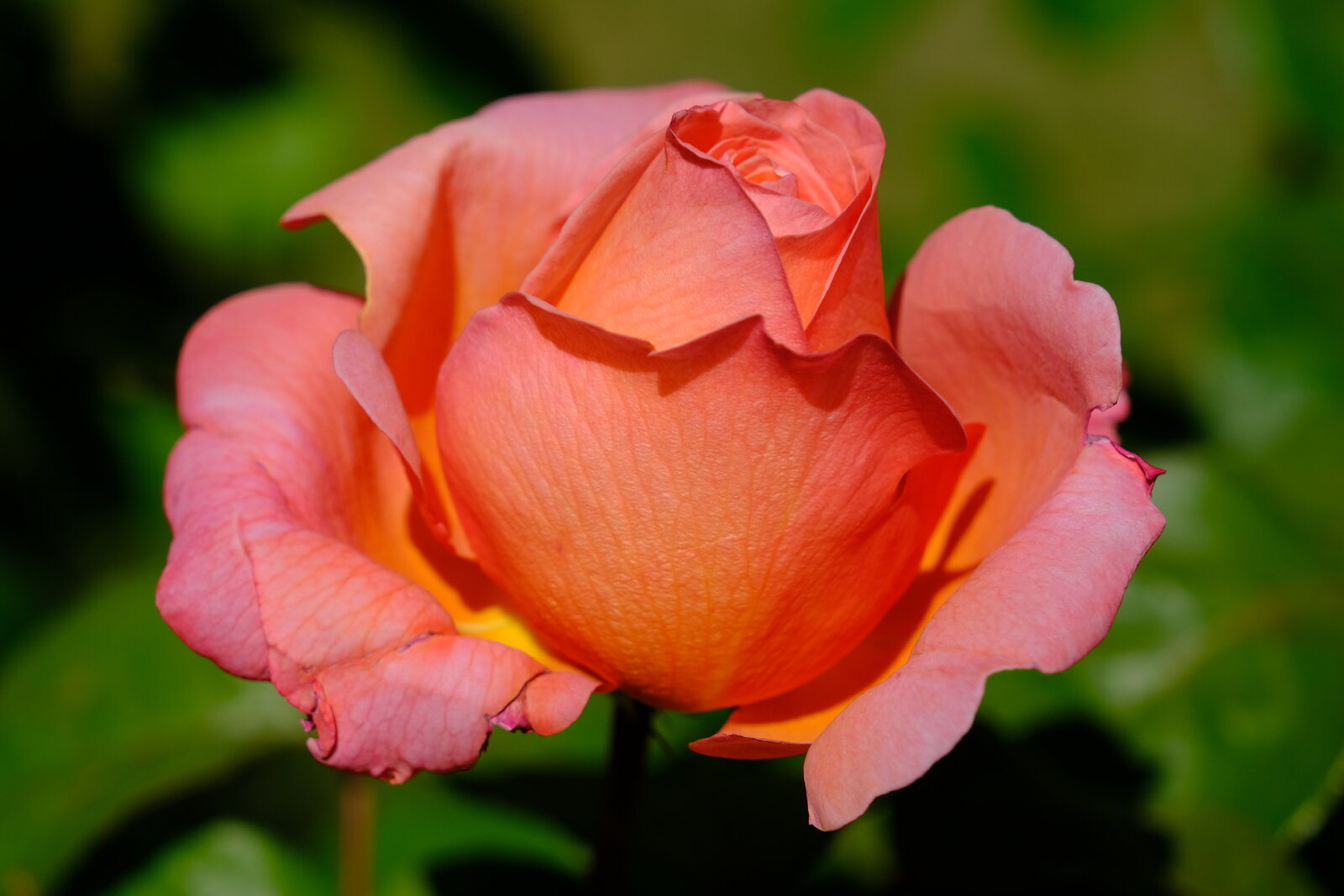 DSCF4710.JPG