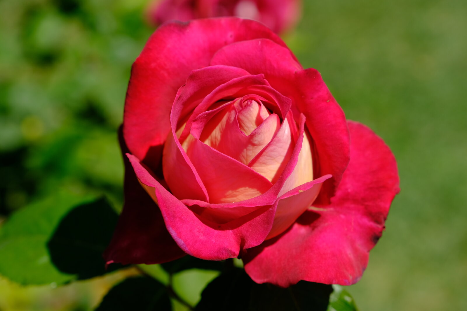 DSCF4797.JPG