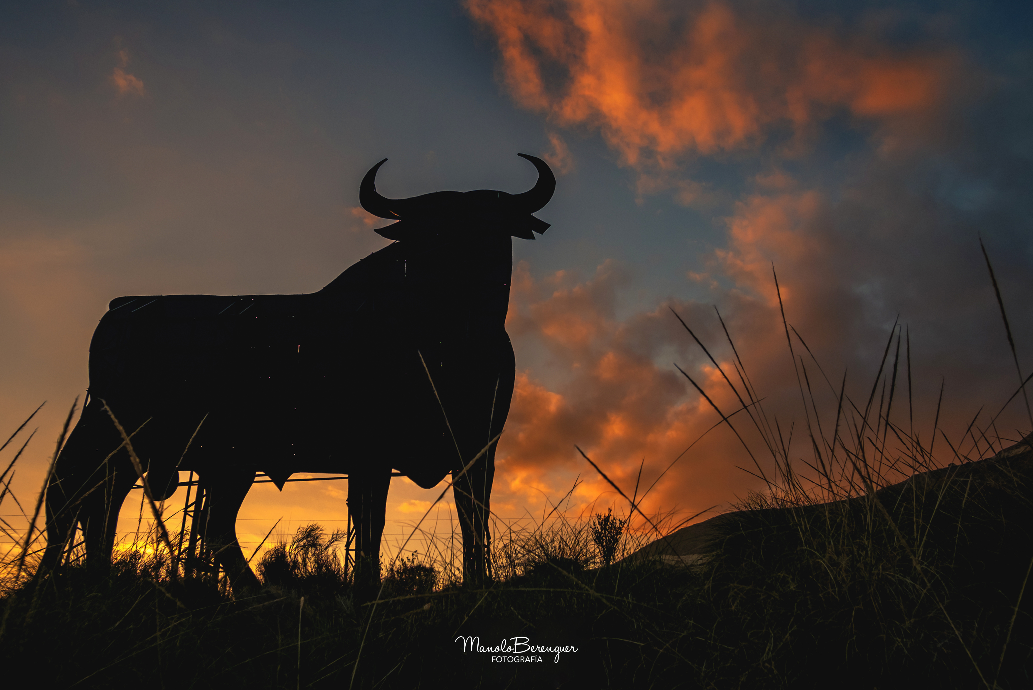 el toro viendo como se pone el sol.jpg