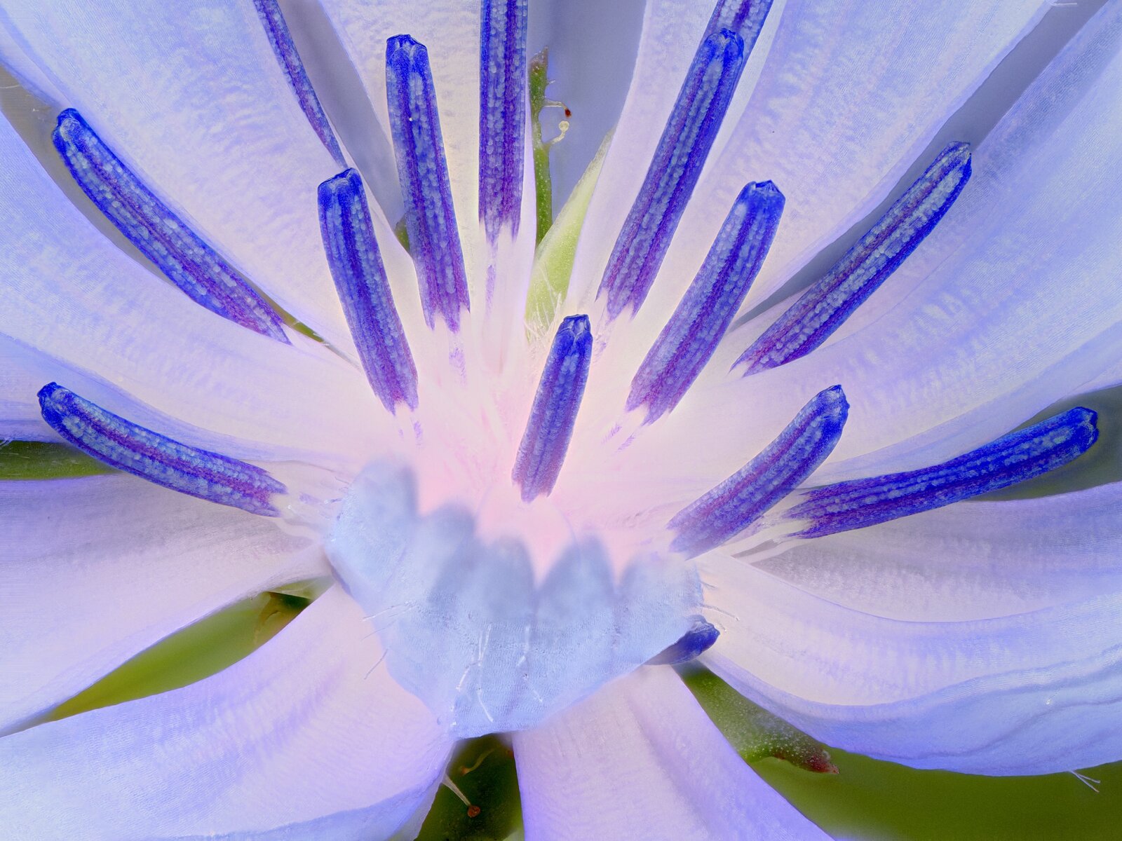 Flor azul.jpg