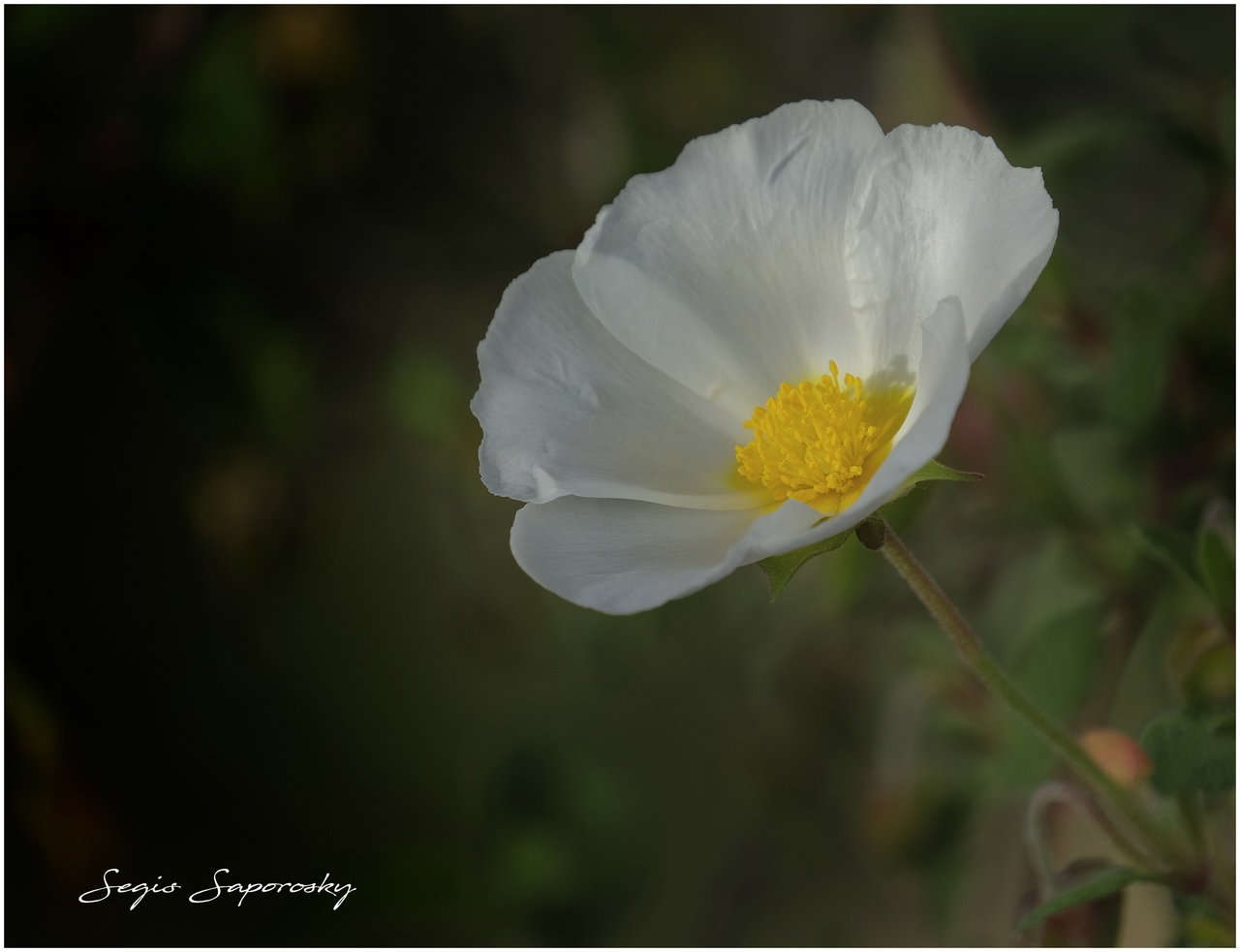 FLOR JARA BLANCA.jpg