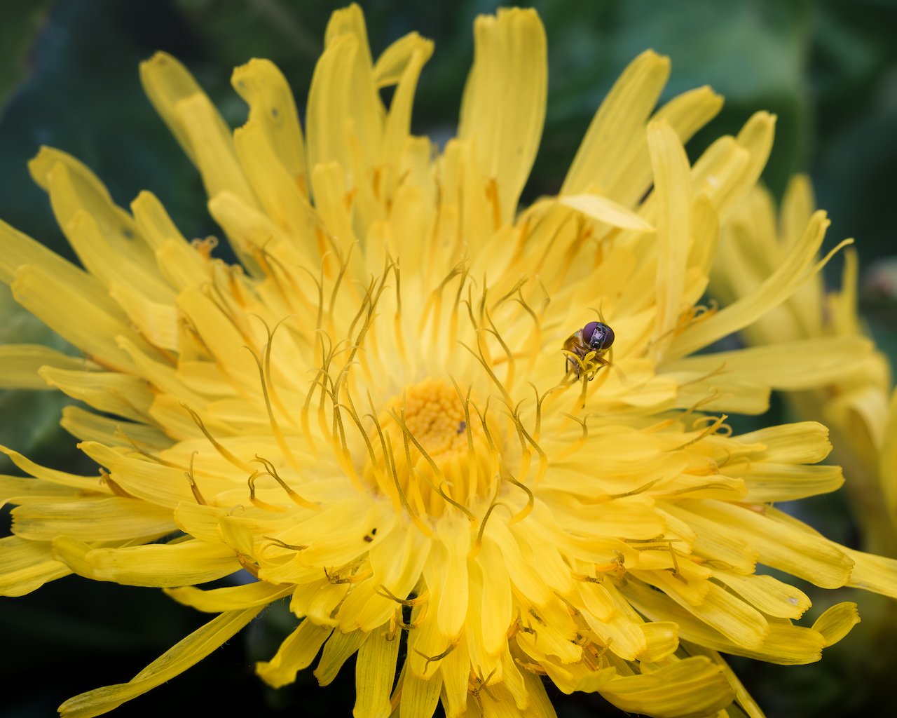 Flor y sirfido.jpg