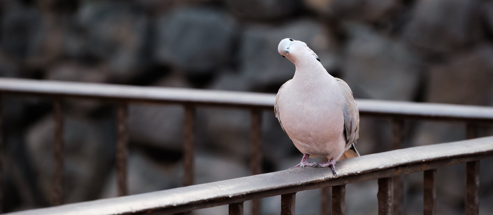 Fujinon 70-300mm 202509-13.jpg