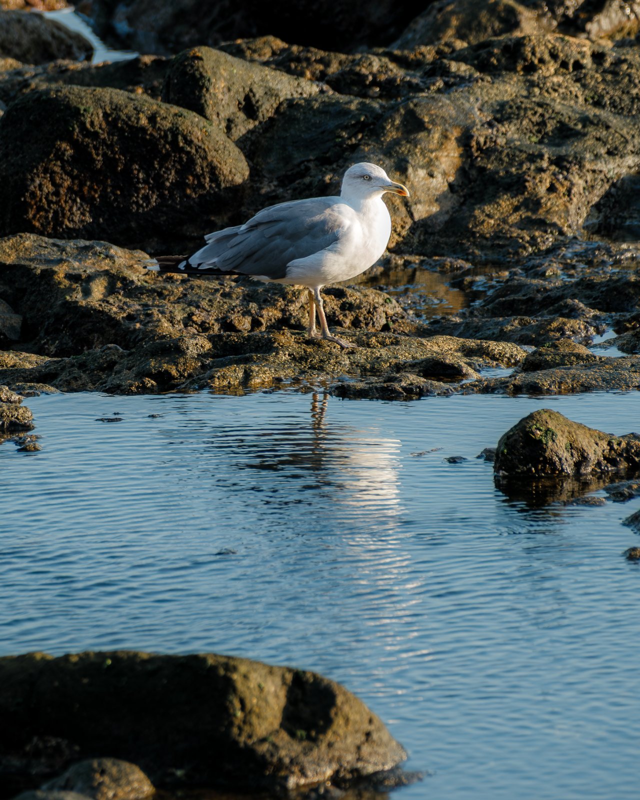 Fujinon 70-300mm 202509-3.jpg