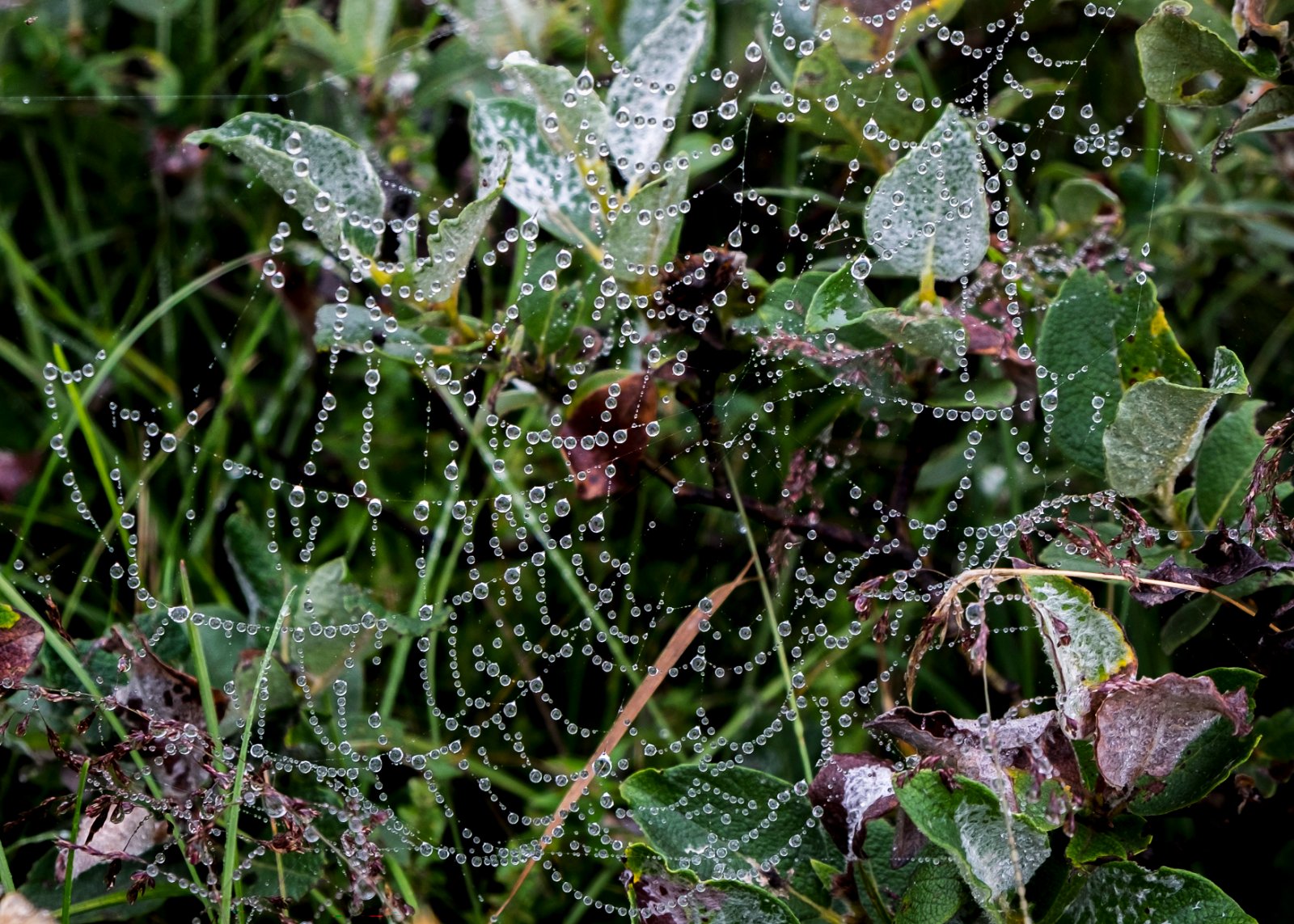 JOYAS DE LA NATURALEZA.JPG
