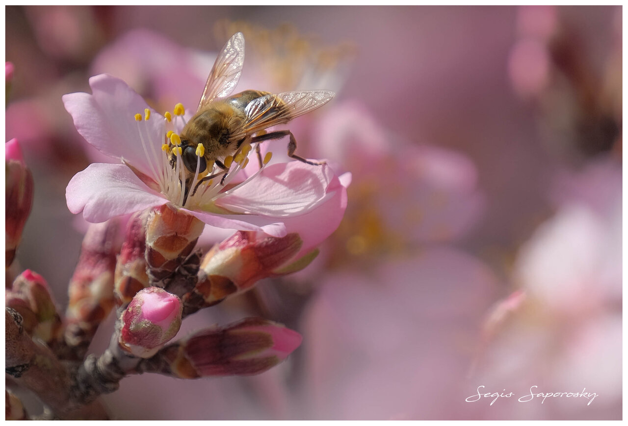 Mosca cernidora.jpg