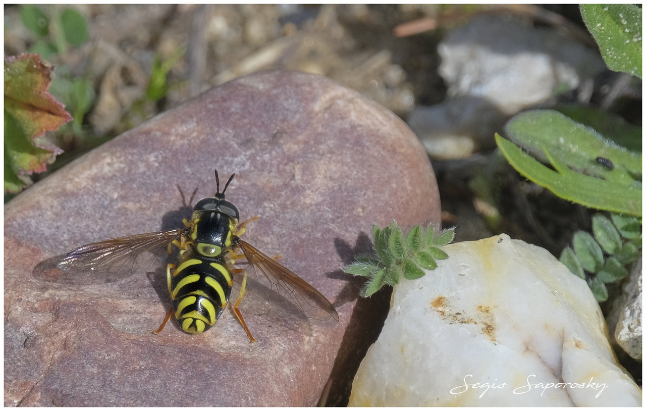 Mosca cernidora.jpg