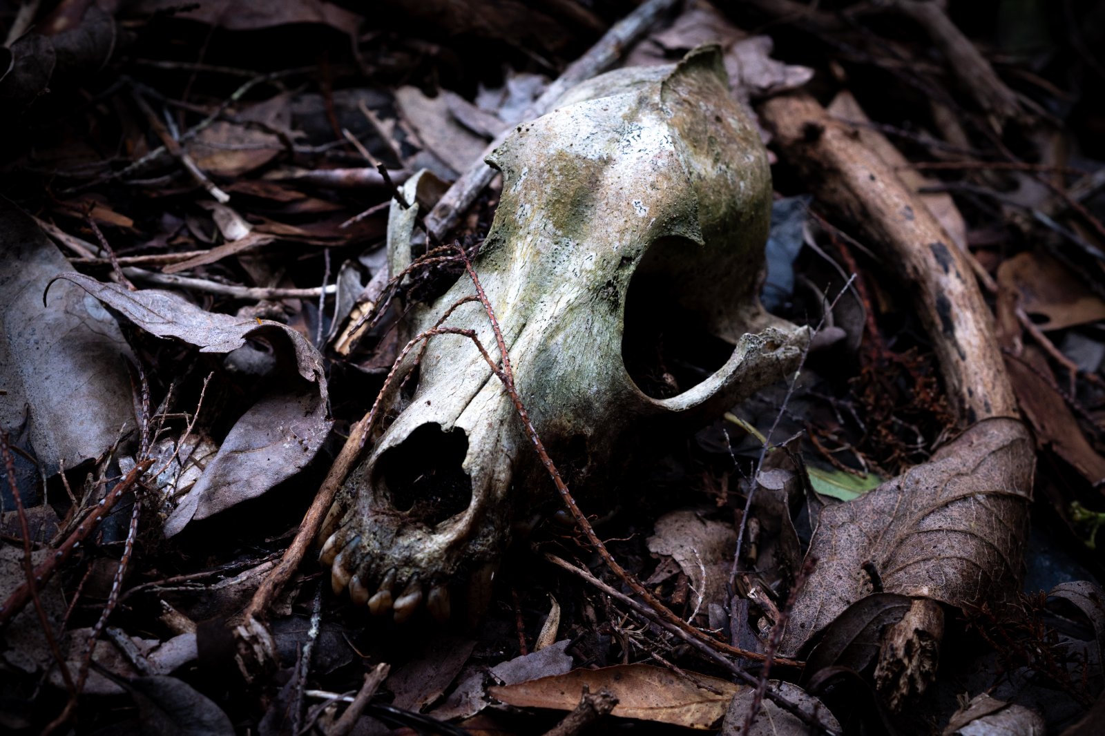 Nikon 55mm f3_5-2.jpg