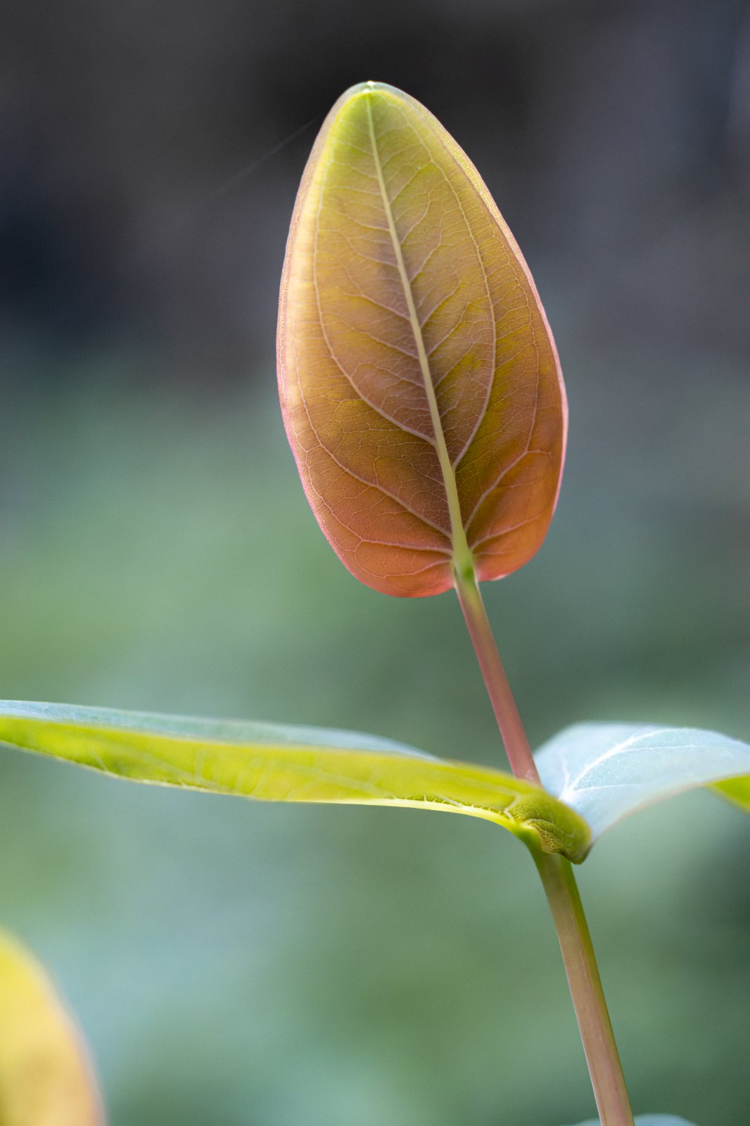 Nikon 55mm f3_5-5.jpg