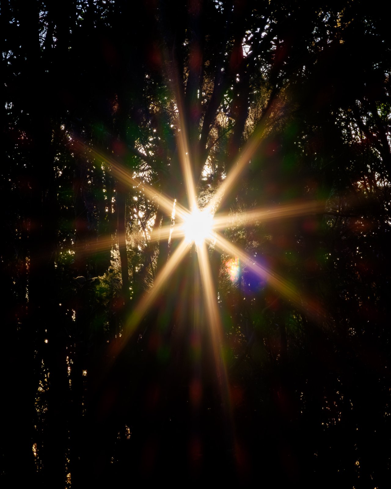 Olympus OM 85mm f2 - 102025-9.jpg