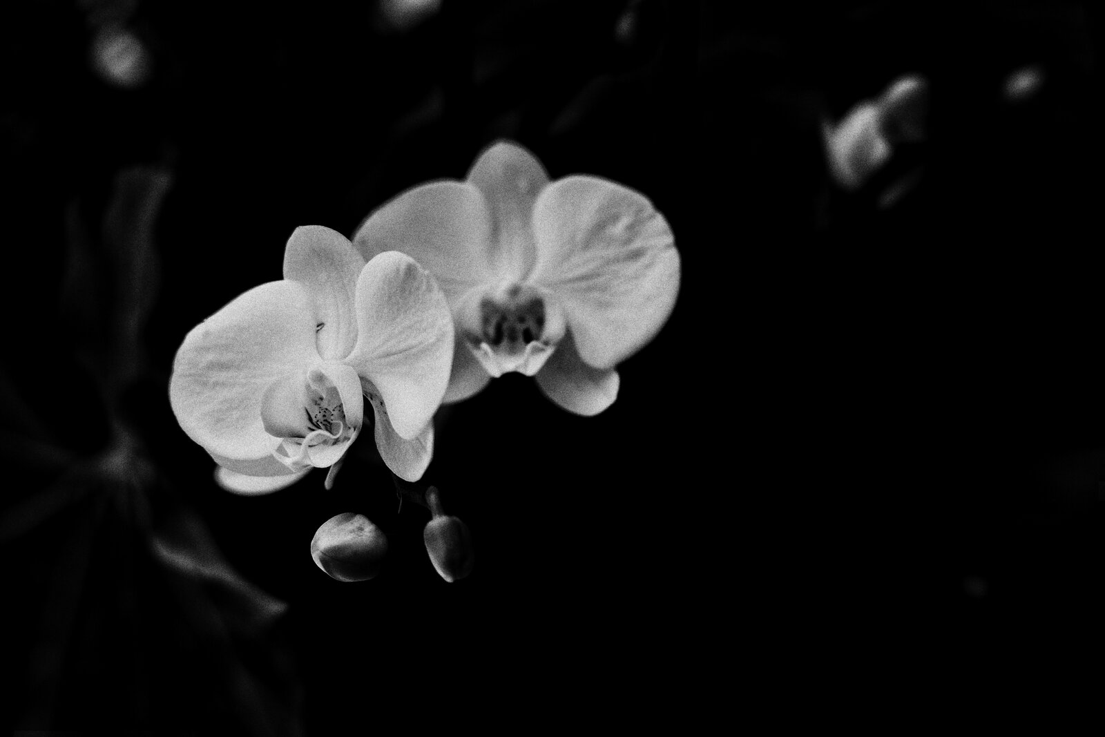 orchid b:w.JPG