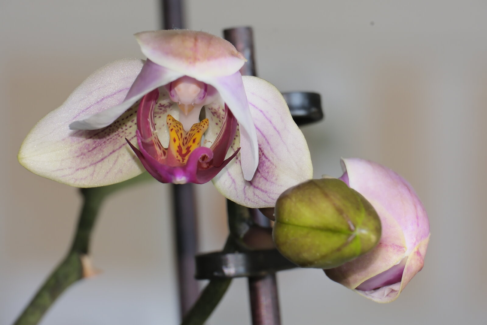 Orquideas (8).JPG