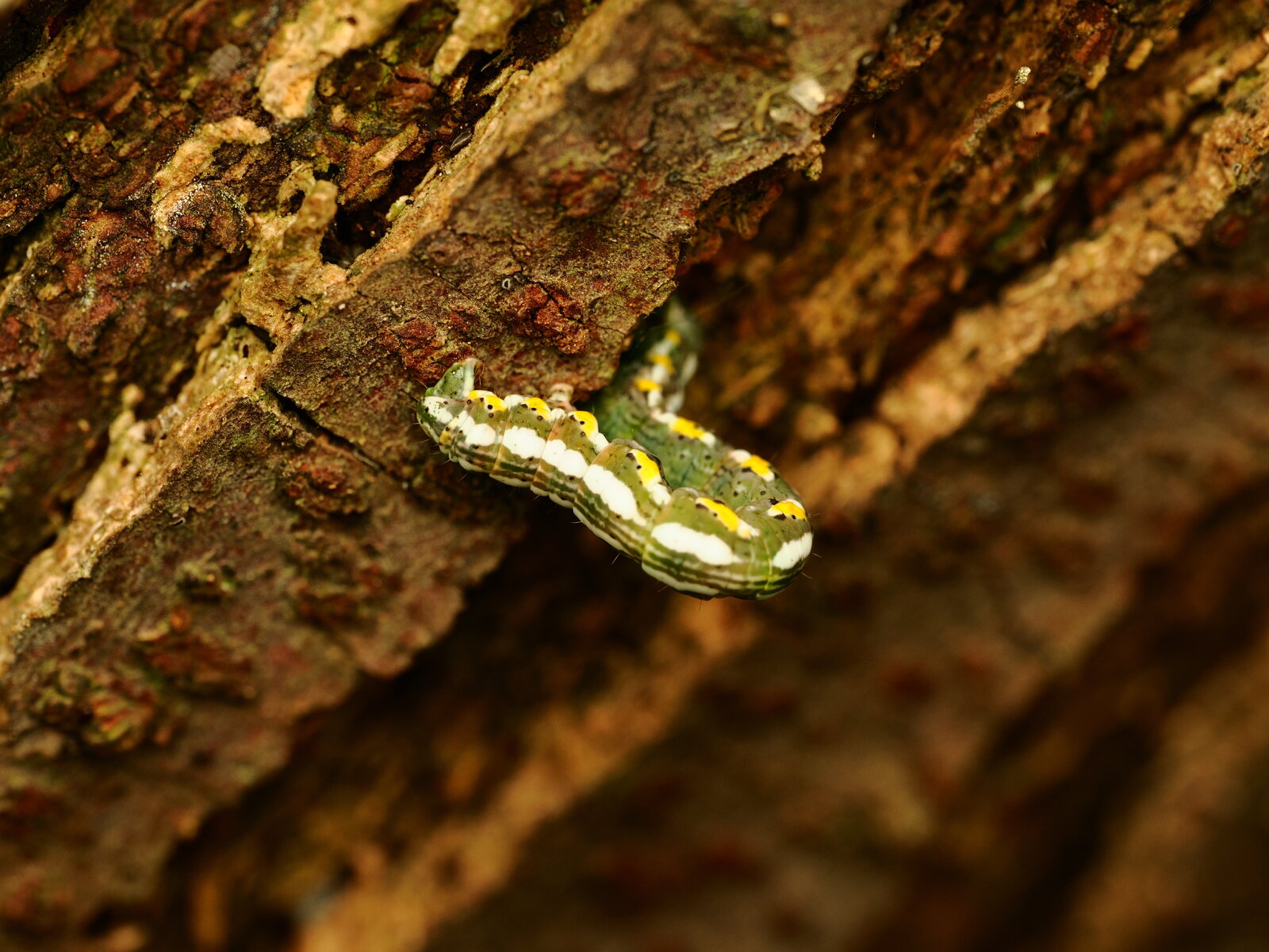 PA050748.JPG