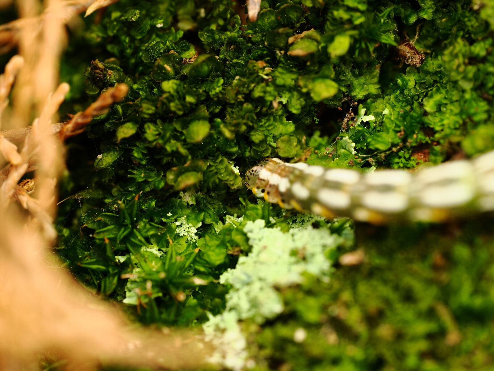PA050775.JPG
