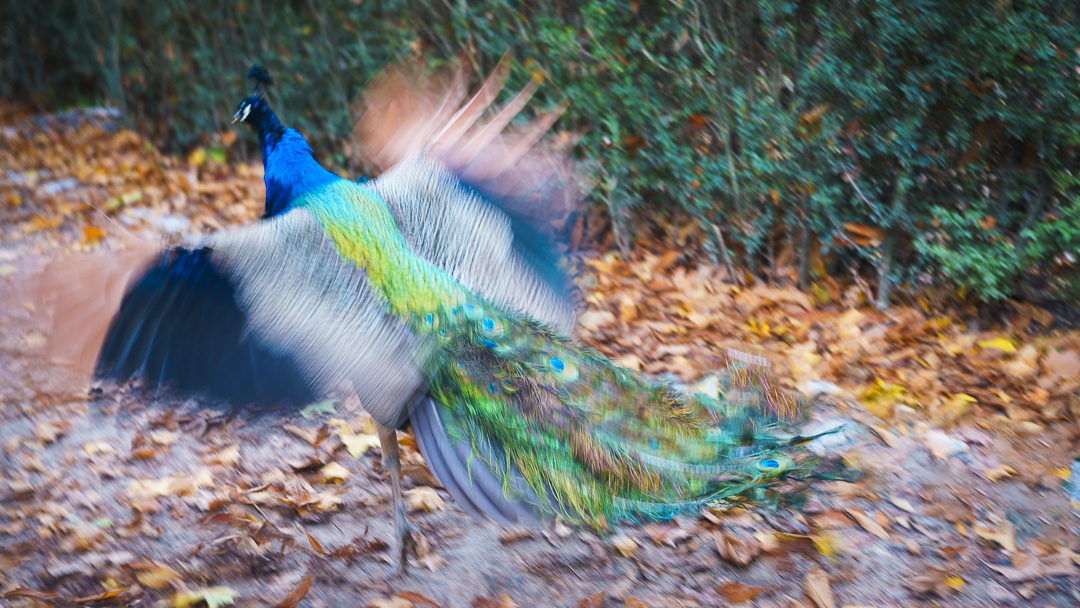 Pavo_Real_Despegando.jpg