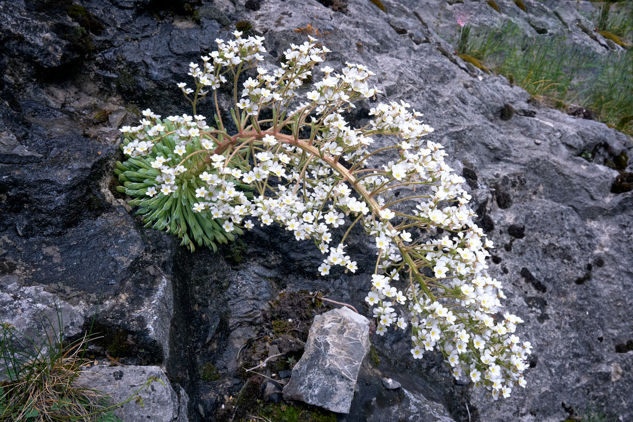 Saxígraga longifolia - Corona de rey (1).jpg