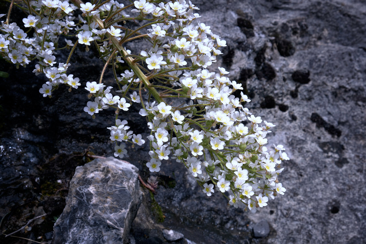 Saxígraga longifolia - Corona de rey (2).jpg