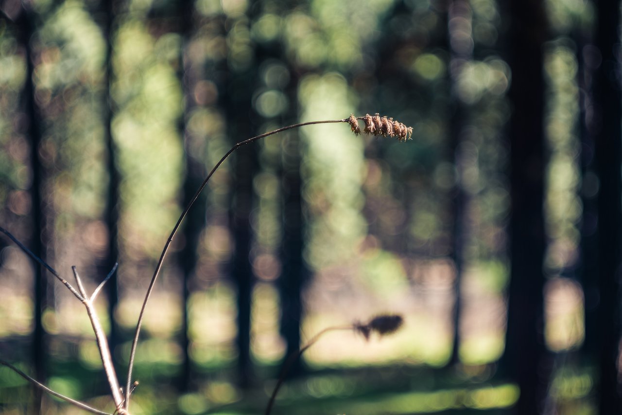 Tallo seco Helios44M.jpg