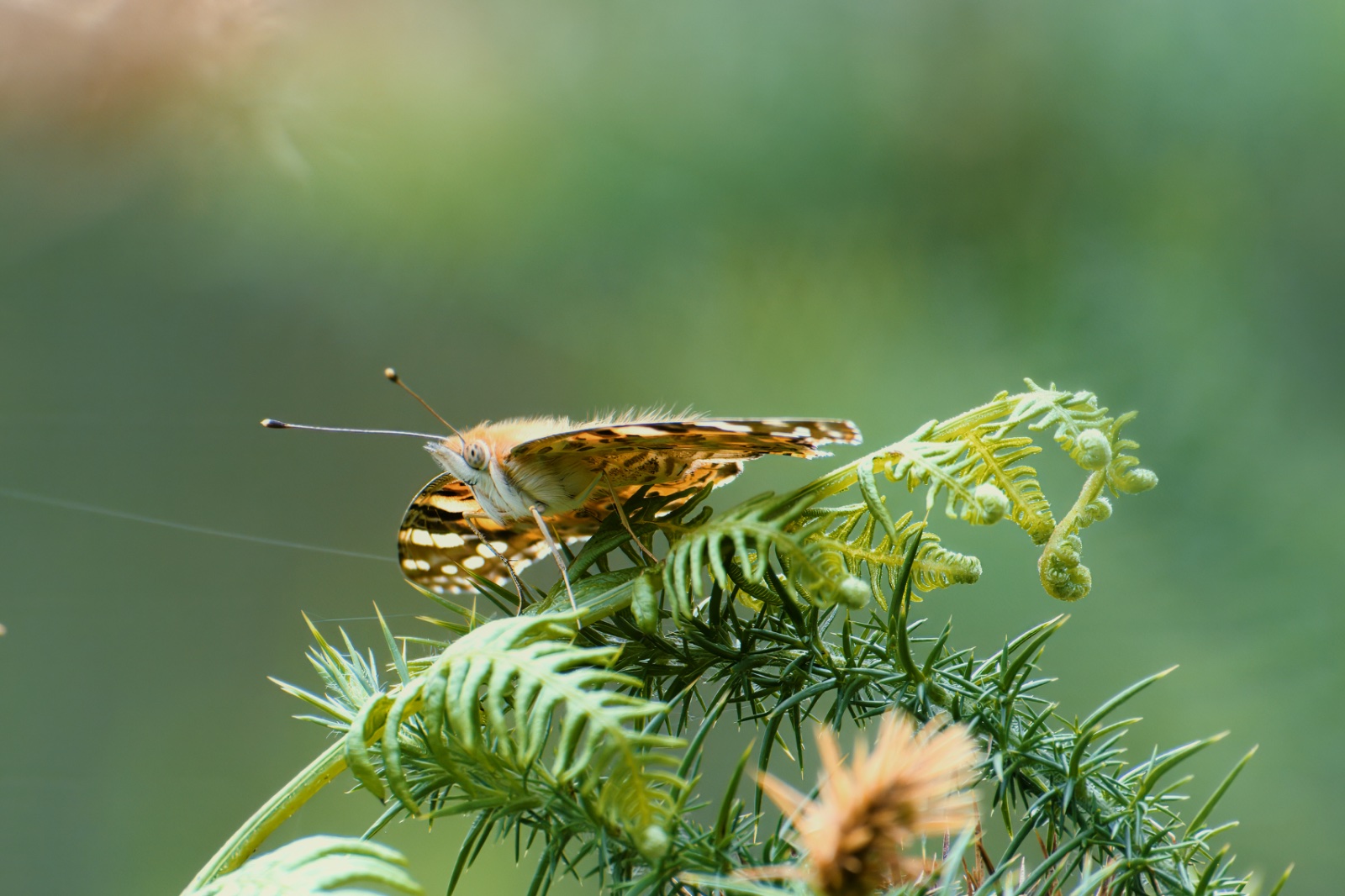 Vanessa Cardui.jpg