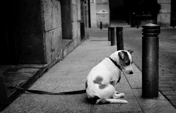 Sad Dog por Santiago Fernández, con Fuji X100S