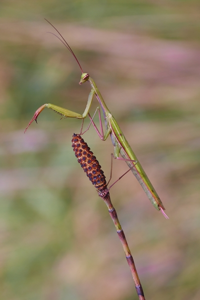 Mantis religiosa por Fran Cegarra, con Fuji X-Pro1