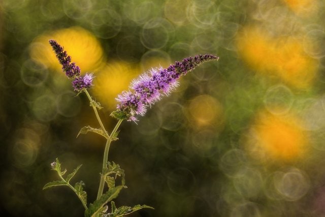 Flor de menta por Fran Cegarra, con Fuji X-Pro1