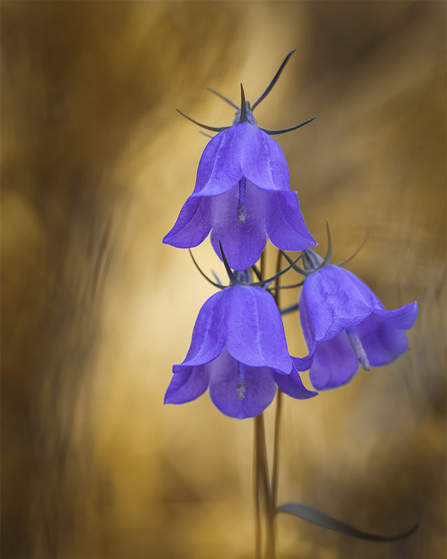 "Campanillas Silvestres" por Fran Cegarra. Con Fuji X-Pro2.