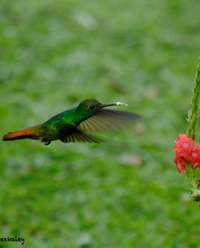 "Colibrí" por Alex Kaley. X-T2 + XC 50-230mm.