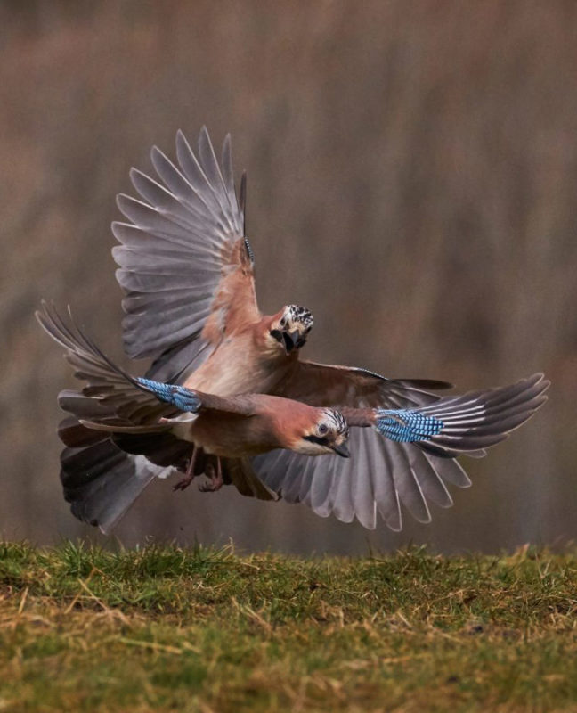 "Acoso!!!" por Bruno Vázquez. Fujifilm X-T2 + XF 100-400mm.