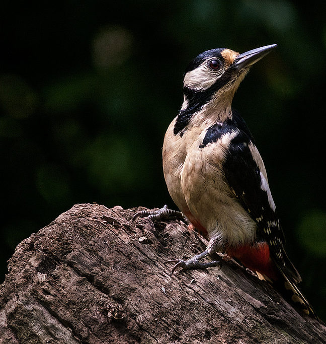 "Pico picapinos" por Santi Barandica. X-T1 + XF 100-400mm.