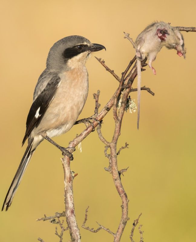 "Alcaudón Real" por @Panger13. Fujifilm X-T2 + Fujinon XF 100-400mm R LM OIS WR.