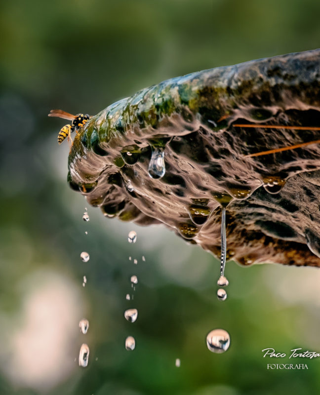 &quot;Fuente goteando&quot; por Paco Tortosa. Fujifilm X-T20 + XC50-230mm F4.5-6.7 OIS II.