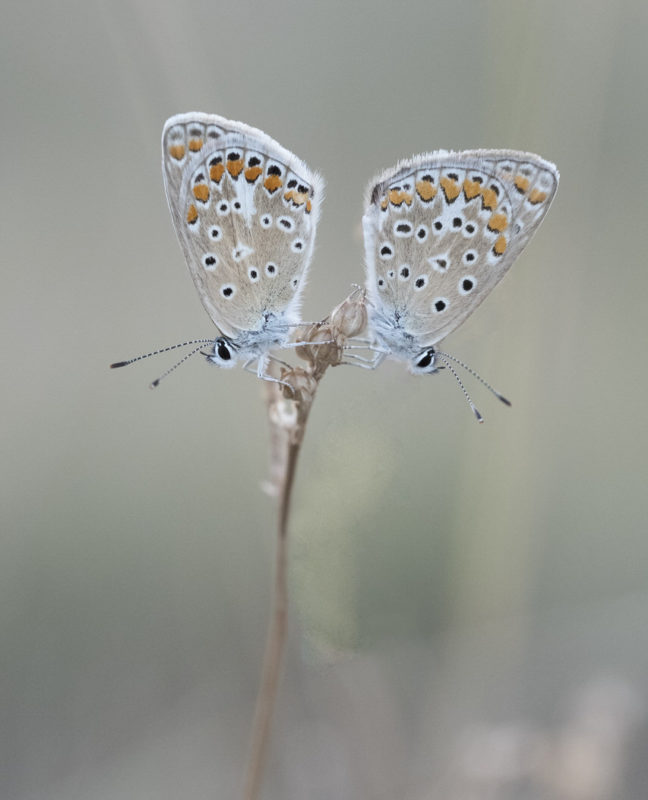 &quot;Azulillas en espejo&quot; por @fsescolano. Fujifilm X-T2 + Fujinon XF 80mm F2.8 Macro.