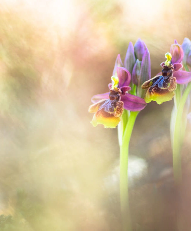 "Ophrys Heraultii, una rara historia" por Alberto Garre. Fujifilm X-T10 + Lester A Dine 105mm f2.8.