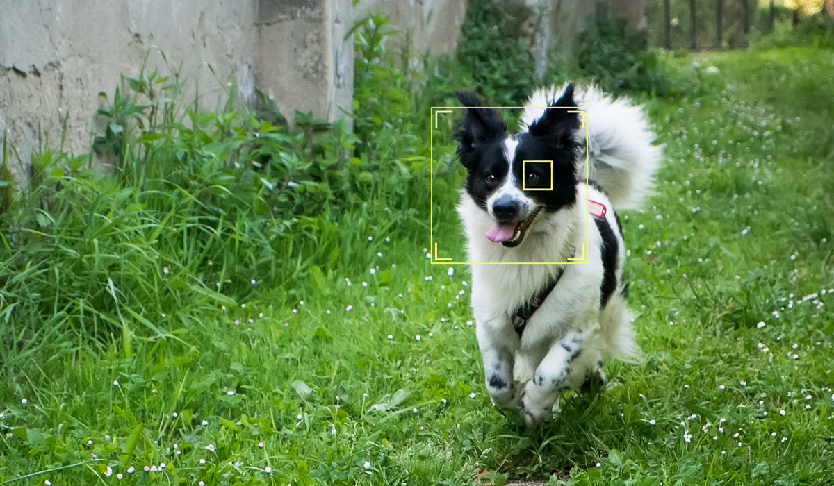 La próxima generación de Fujifilm incorporará autoenfoque de seguimiento a animales.